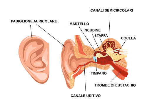 Orecchio anatomia