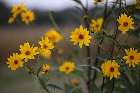 arnica